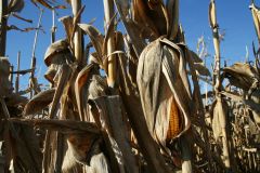 La guerre du maïs aura-t -elle lieu ?