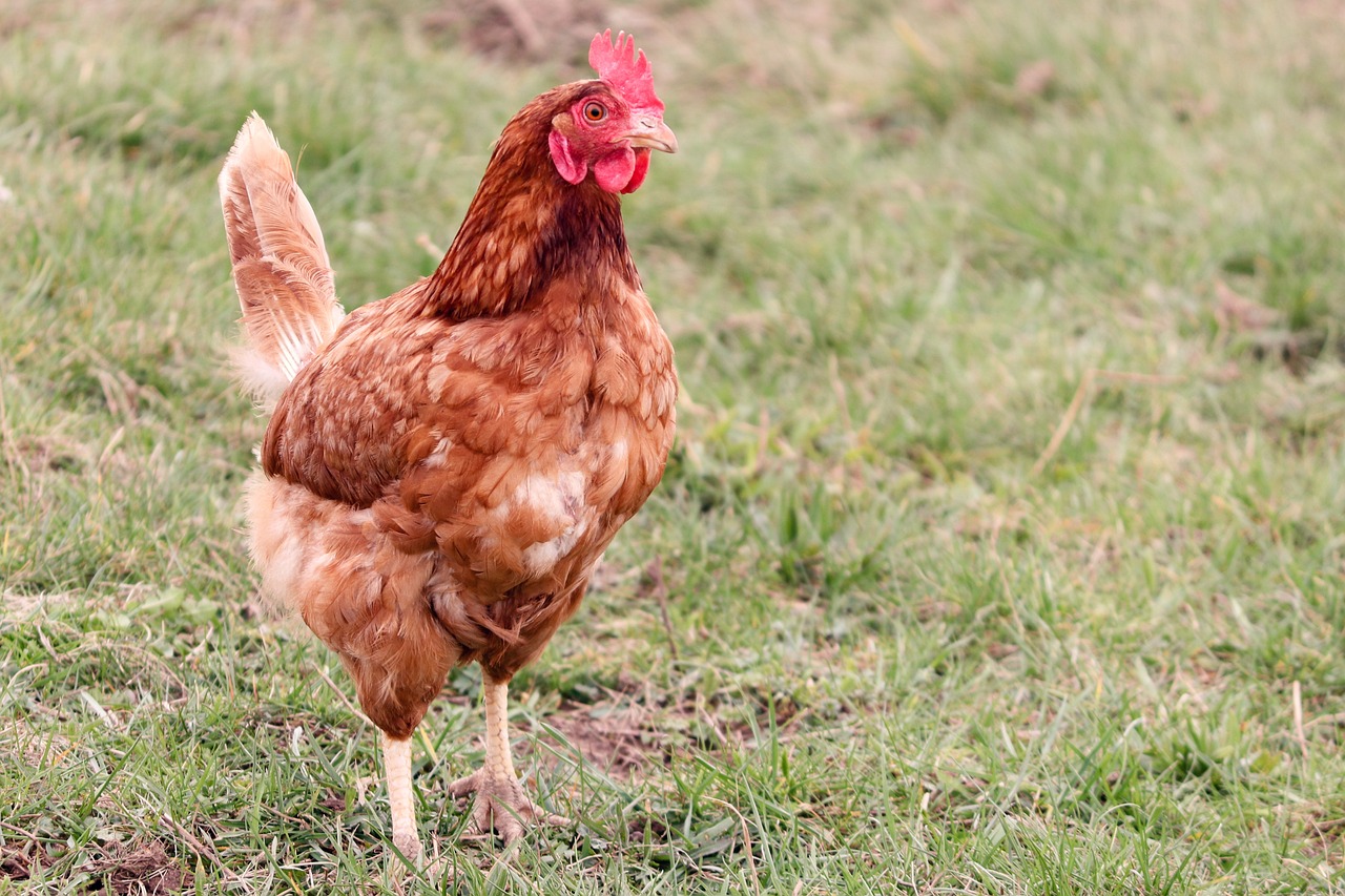 chicken-4913253_1280 Quelle action de la France pour prendre en compte l’enjeu environnemental ?