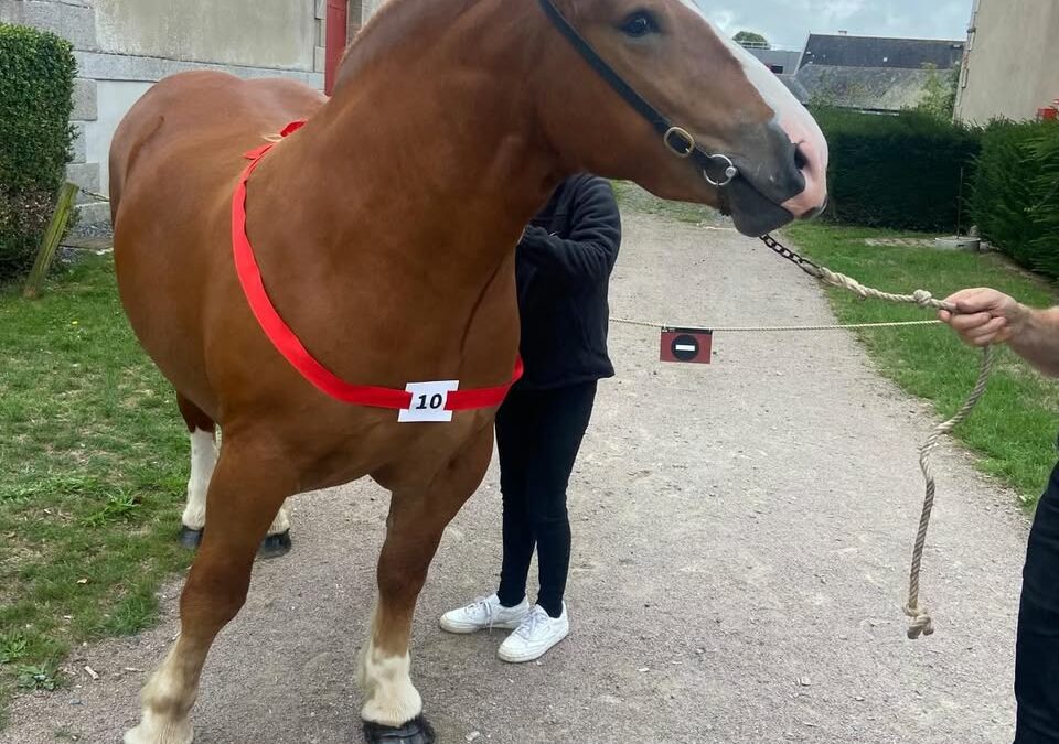 Au concours départemental du Cheval Breton !
